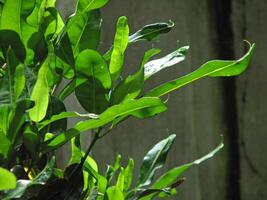 Fresh green plant leaves in sunlight photo