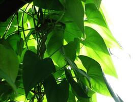 Fresh green plant leaves in sunlight photo