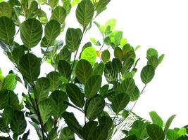 Jack tree leaves in sunlight photo