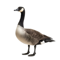 Goose profile view isolated on transparent background png