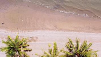 An aerial view of a beach with palm trees video