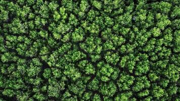 Aerial view of green trees in the forest video