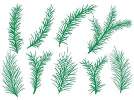 Hand drawn spruce and pine branches set vector