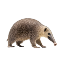 Anteater profile view isolated on transparent background png