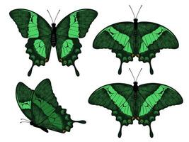 Emerald swallowtail butterflies set. Papilio palinurus. illustration isolated on white background vector