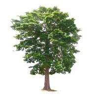 Majestic Green Tree Isolated on White Background with Lush Foliage and Sturdy Trunk for Nature and Environmental Concepts photo