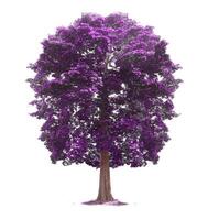 Majestic Isolated Tree with Vibrant Purple Foliage on White Background for Nature and Design Concepts photo