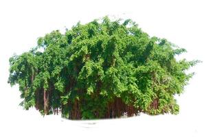 Lush Green Banyan Tree with Dense Foliage Isolated on White Background for Nature and Botanical Concepts photo