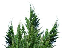 Lush Green Cypress Tree Branches Against a Clear White Background for Nature and Botanical Themes photo