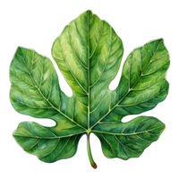 Large green leaf png