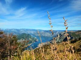 Horizontal close-up of dry plants with a blurred view of the Bay of Kotor, Montenegro, and surrounding mountains in the background, under a clear blue sky. Ideal for nature-themed travel promotions. photo