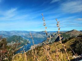Horizontal close-up of dry plants with a blurred view of the Bay of Kotor, Montenegro, and surrounding mountains in the background, under a clear blue sky. Ideal for nature-themed travel promotions. photo