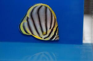 Meyer's Butterfly Fish, Scrawled Butterflyfish - Chaetodon meyeri photo