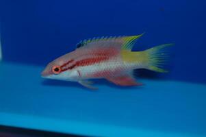 Cuban Hogfish, Spotfin Hogfish - Bodianus pulchellus photo