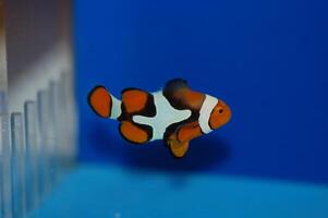 True Percula Clownfish with a Plus Sign - Amphiprion percula photo