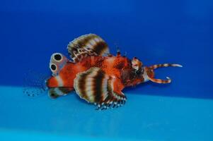 Fu Manchu Lionfish - Dendrochirus biocellatus photo