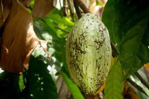Theobroma cacao or cocoa plant, the fruit of the cocoa plant is used as the main ingredient for making chocolate photo