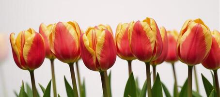 Vibrant tulip rows with gentle petal movement highlighting intricate bloom details against a serene backdrop photo