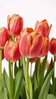 Vibrant tulip rows with gentle petal movement highlighting intricate bloom details against a serene backdrop photo
