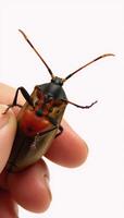 A photographic depiction of a kissing bug with an emphasis on intricate details of its body structure photo