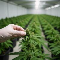 Scientist examines buds on cannabis plants Close up of hands Plantation photo