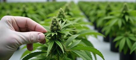 Scientist examines buds on cannabis plants Close up of hands Plantation photo