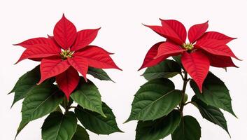 Two isolated beautiful red poinsettias set against a holidaythemed backdrop Christmas Flowers photo