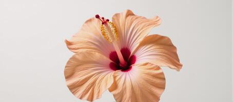 Stunning closeup image of delicate peach hibiscus flower on white background photo