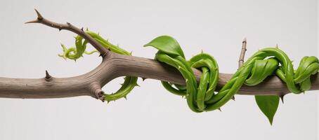 A thorny vine adorning a barren branch photo