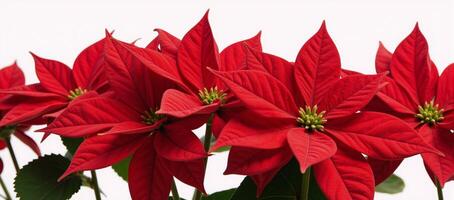 Rich red poinsettias on a crisp white backdrop photo
