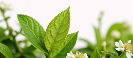 Detailed closeup of diverse greenery and blooming flowers in a seasonal landscape setting on a white backdrop photo