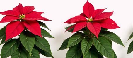 Two isolated beautiful red poinsettias set against a holidaythemed backdrop Christmas Flowers photo