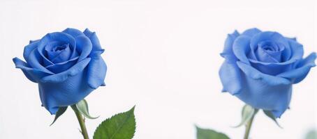 A lone blue rose sits against a pristine white backdrop isolated composition photo