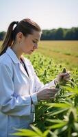 Scientist examines cannabis plant in field Lab Coat photo