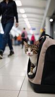 Cat travels with owner in pet carrier at airport photo
