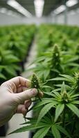 Scientist examines buds on cannabis plants Close up of hands Plantation photo
