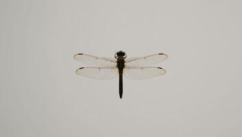 Minimalist Japanese artwork featuring dragonfly invertebrate silhouette photo