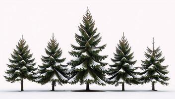 Five snowdusted pines against a pristine winter backdrop photo
