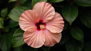 A vibrant dustypink peach hibiscus bloom with intricate details captures a warm and inviting garden scene photo