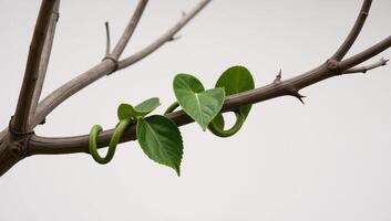 A thorny vine adorning a barren branch photo