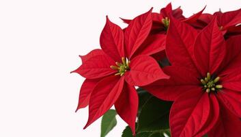 Rich red poinsettias on a crisp white backdrop photo