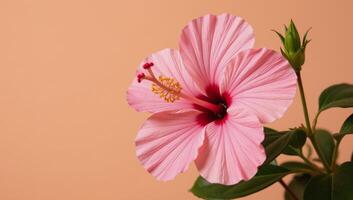 A soft peach background highlights a pink hibiscus flower photo