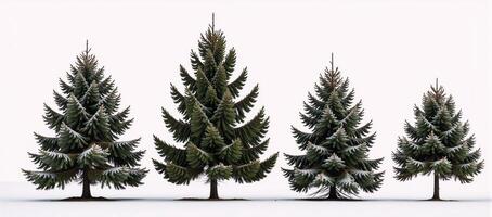 Five snowdusted pines against a pristine winter backdrop photo