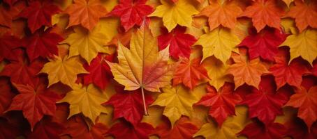 Autumn leaves create intricate patterns throughout various plant backdrops photo