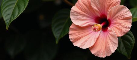 A vibrant dustypink peach hibiscus bloom with intricate details captures a warm and inviting garden scene photo