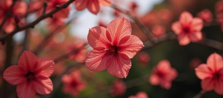 A shower of falling red blossoms embodying the vibrant spirit of spring photo