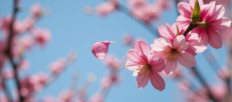 Springtime blooms depicted as petals floating gracefully through the air photo