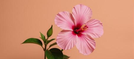 A soft peach background highlights a pink hibiscus flower photo