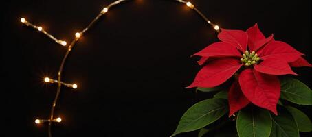 A Christmas starthemed poinsettia adorned with a twinkling garland against a dark backdrop photo