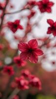A shower of falling red blossoms embodying the vibrant spirit of spring photo